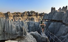 Stig genom Madagaskars unika kalkstensskog, Tsingy de Bemaraha