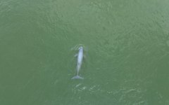 En irrawaddy-delfin i Mekongfloden nära Kratie