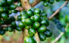 Gröna kaffebär som mognar på kaffeträd på den berömda kaffeodlingen på Bolavenplatån