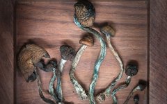 Maria Sabina var känd för sina kunskaper om hur man använde hallucinogena svampar som medicin