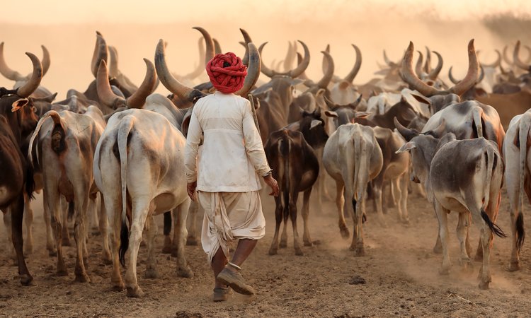 Gujarat är känt för sitt stamfolk och traditionella kultur