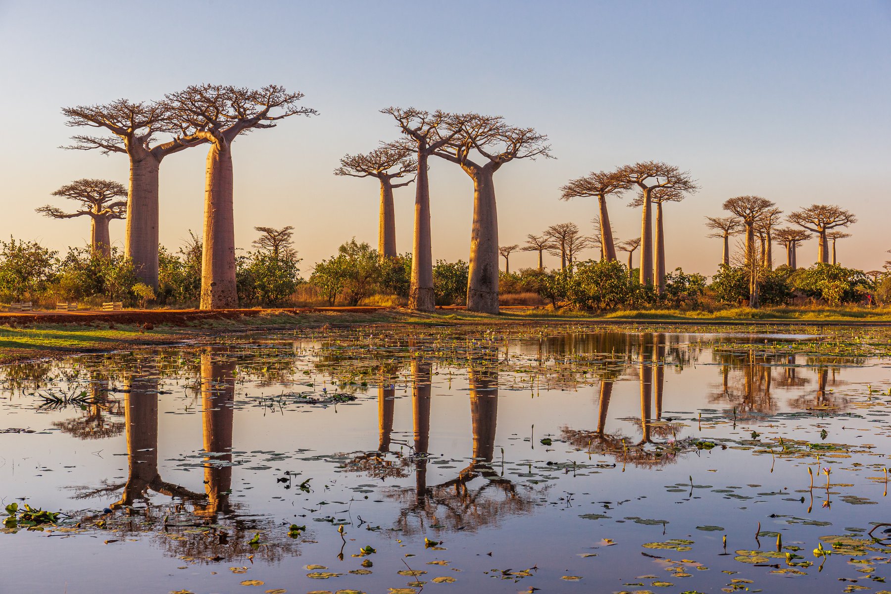 Det finns nio arter av baobabträd i världen - sex av dem finns bara på Madagaskar