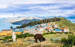 Lamor som betar på Isla del Sol vid Titicacasjön