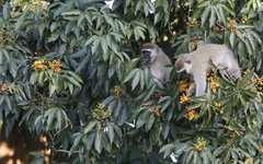 Apor i Entebbe botaniska trädgård
