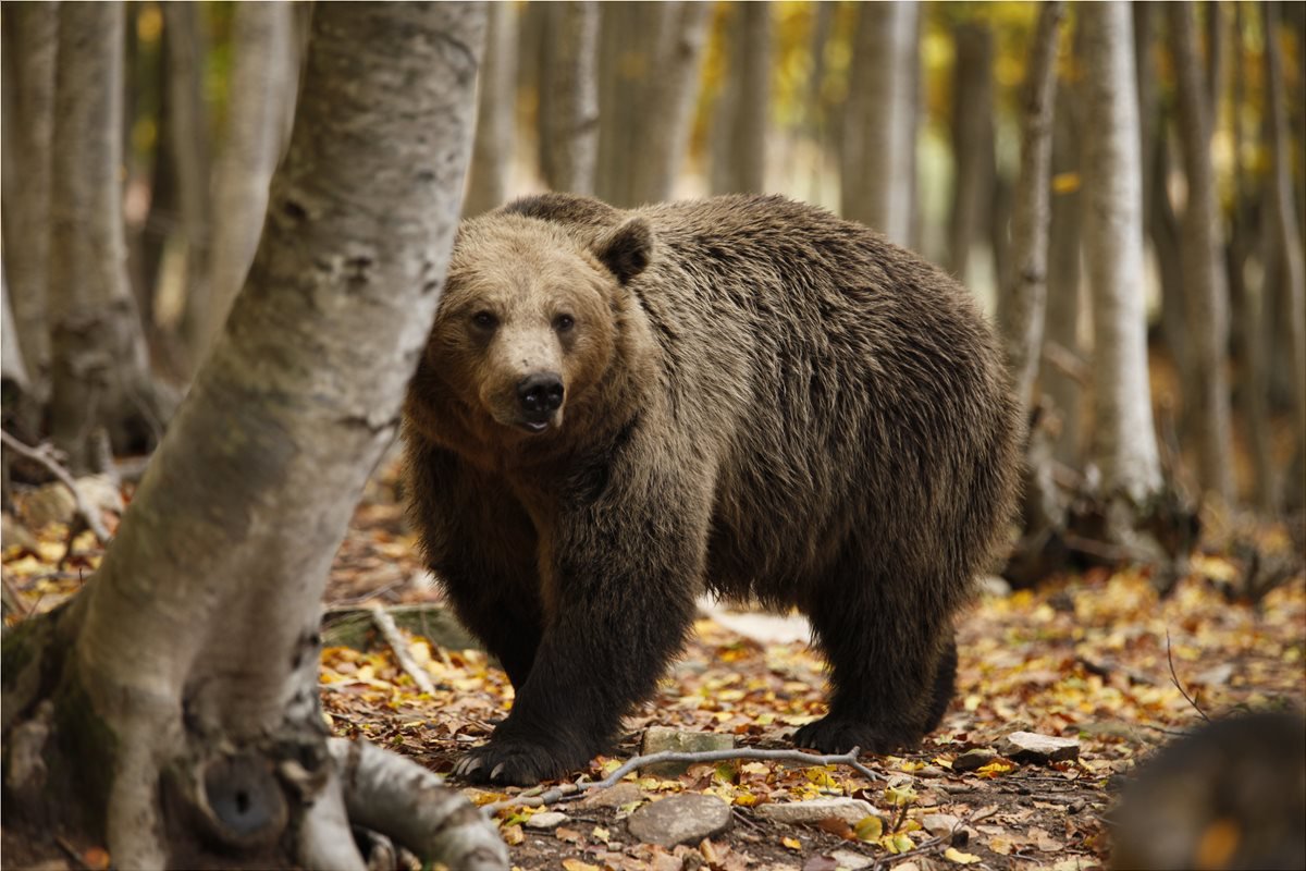Du besöker ett björnreservat som räddat björnar sedan 1992