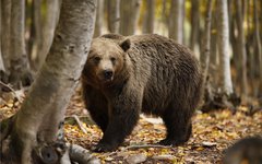 Du besöker ett björnreservat som räddat björnar sedan 1992