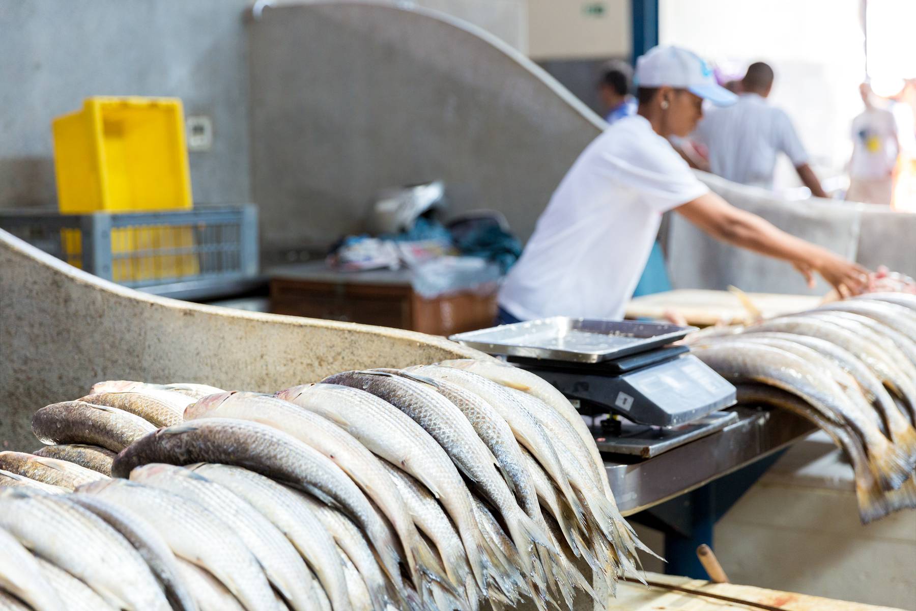 Fiskmarknad i Belém