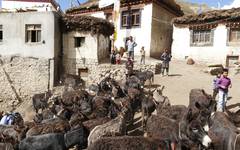 Boskap kring huset där du bor