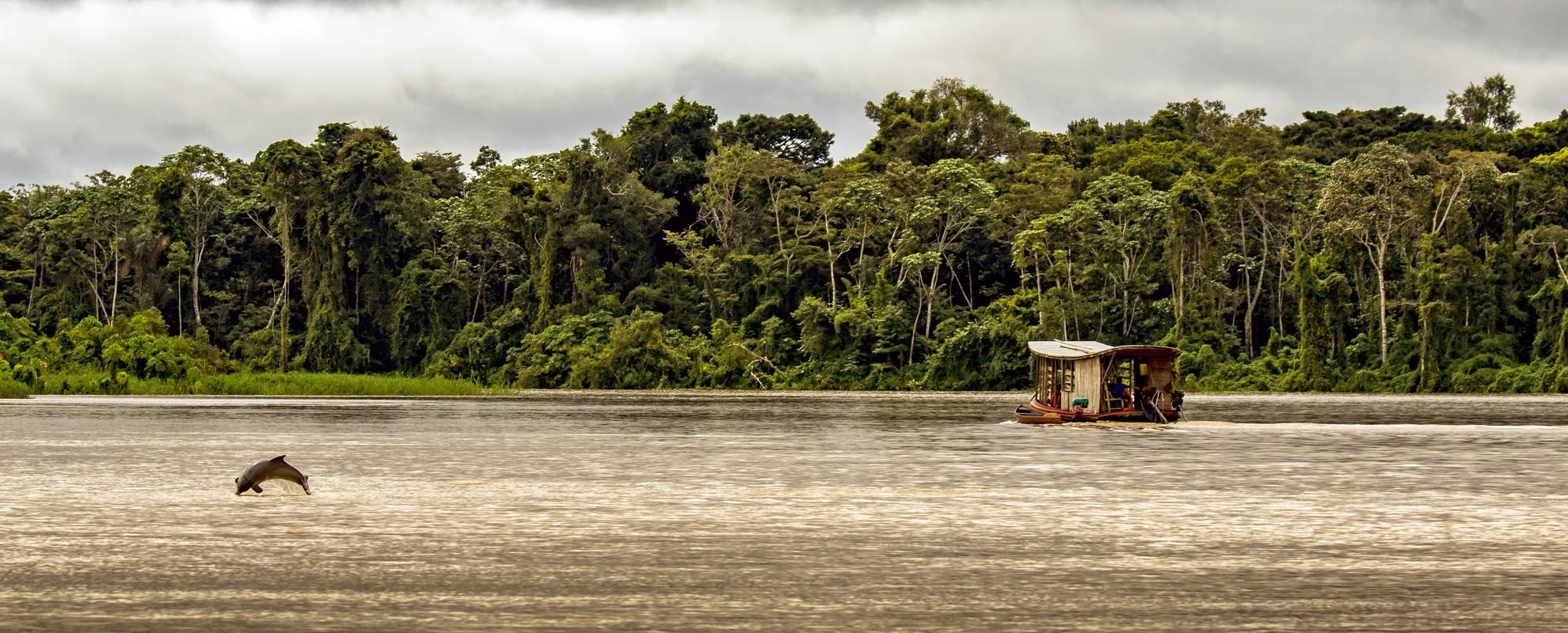 Floddelfin i Rio Negro