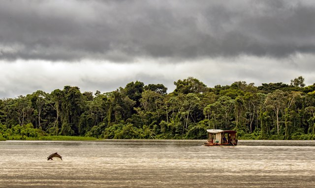 Floddelfin i Rio Negro