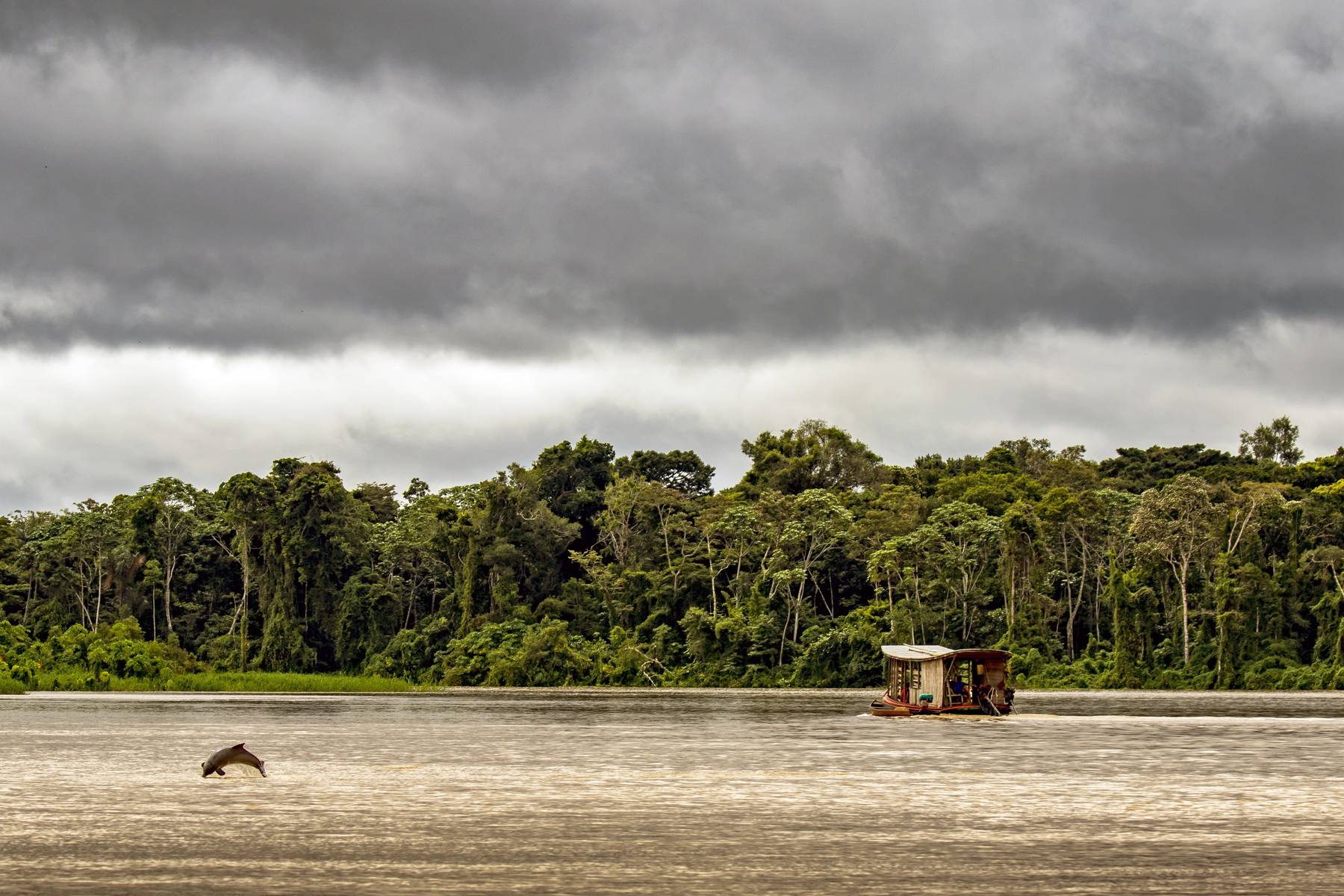 Floddelfin i Rio Negro