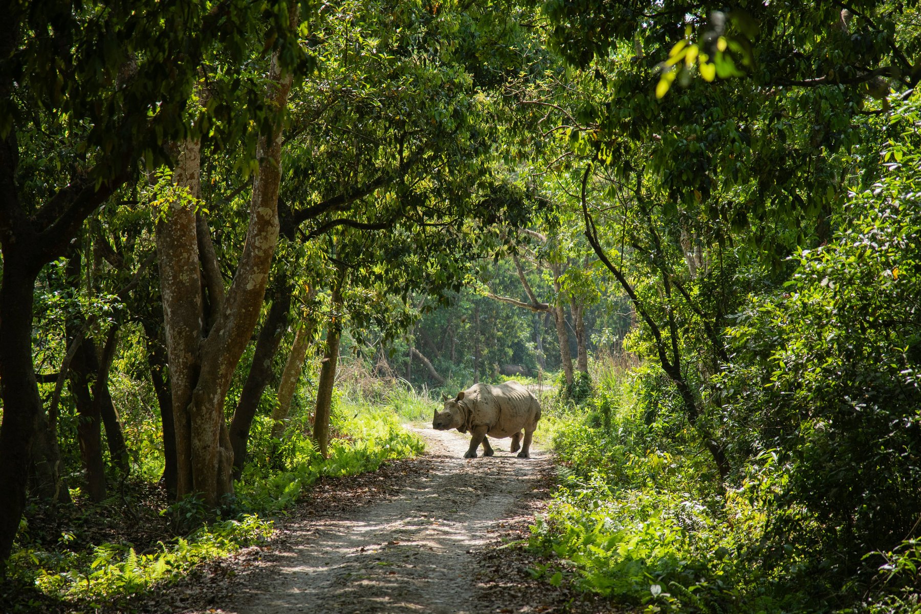 Under besöket i Chitwan ser du garanterat pansarnoshörning