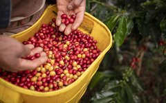 Du följer med på en guidad tur på ett kaffeplantage