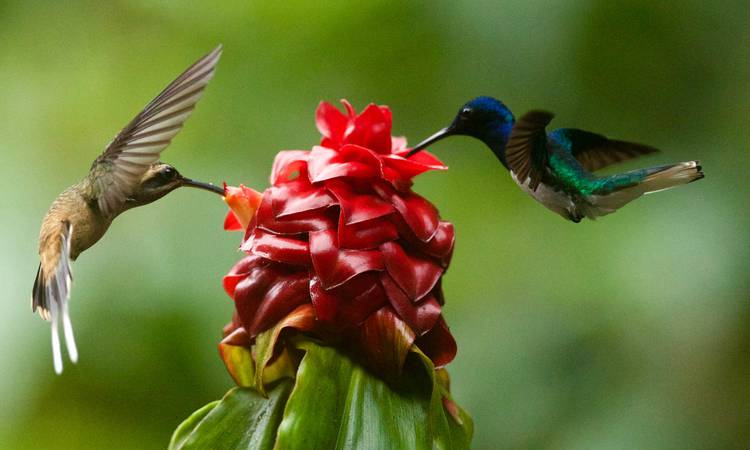 Kolibri i Costa Rica