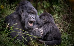 Att möta gorillor är en unik och oförglömlig upplevelse