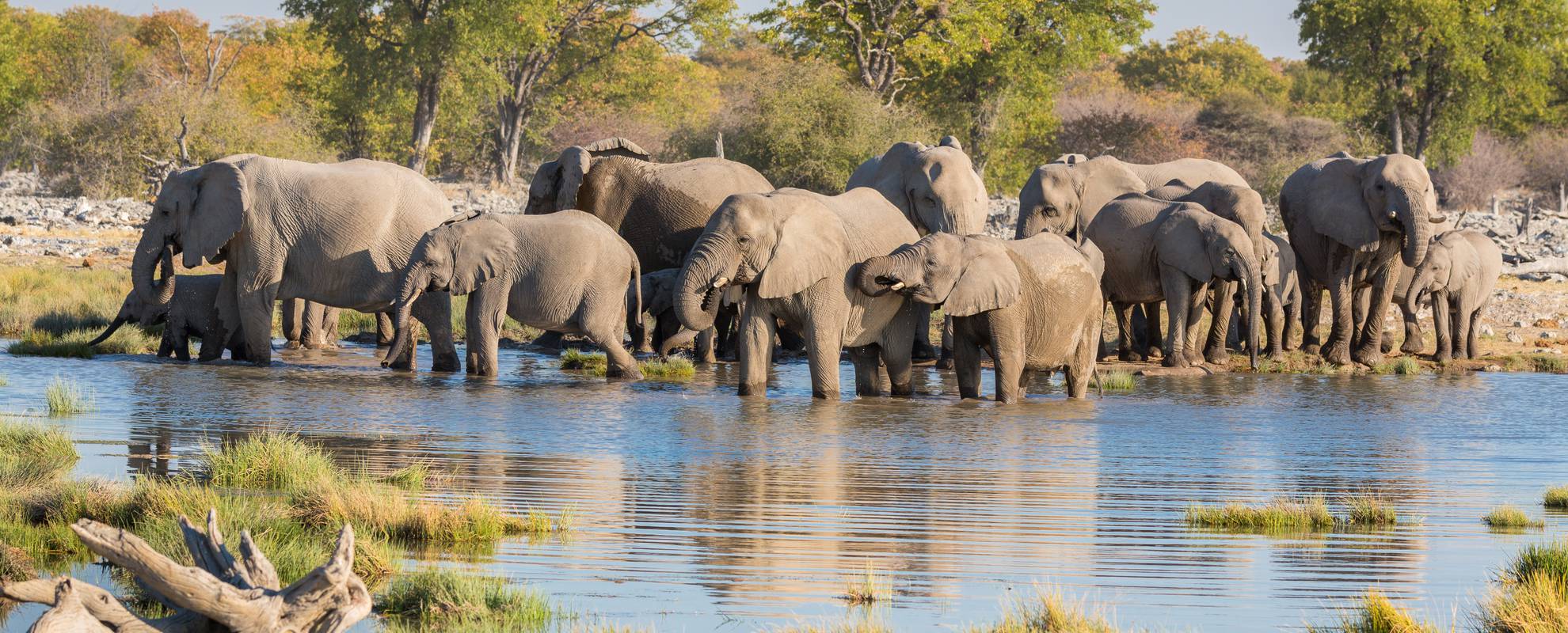 Elefanter i Etosha