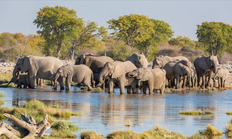 Elefanter i Etosha