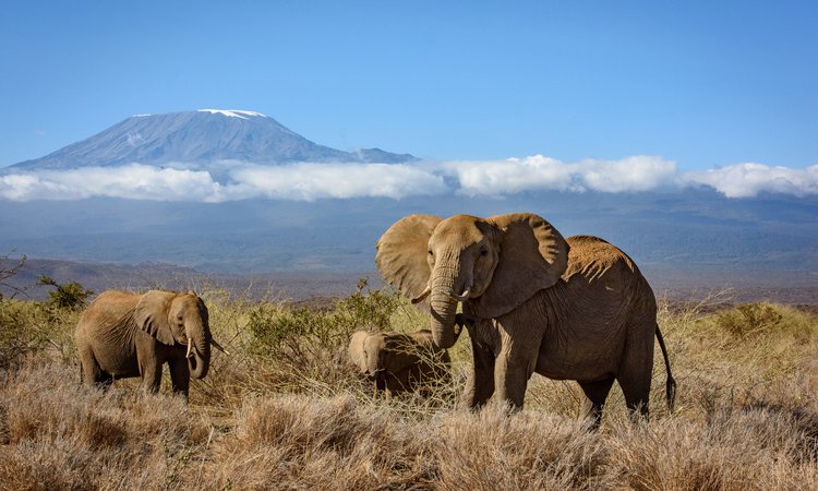 Elefanter och Kilimanjaro