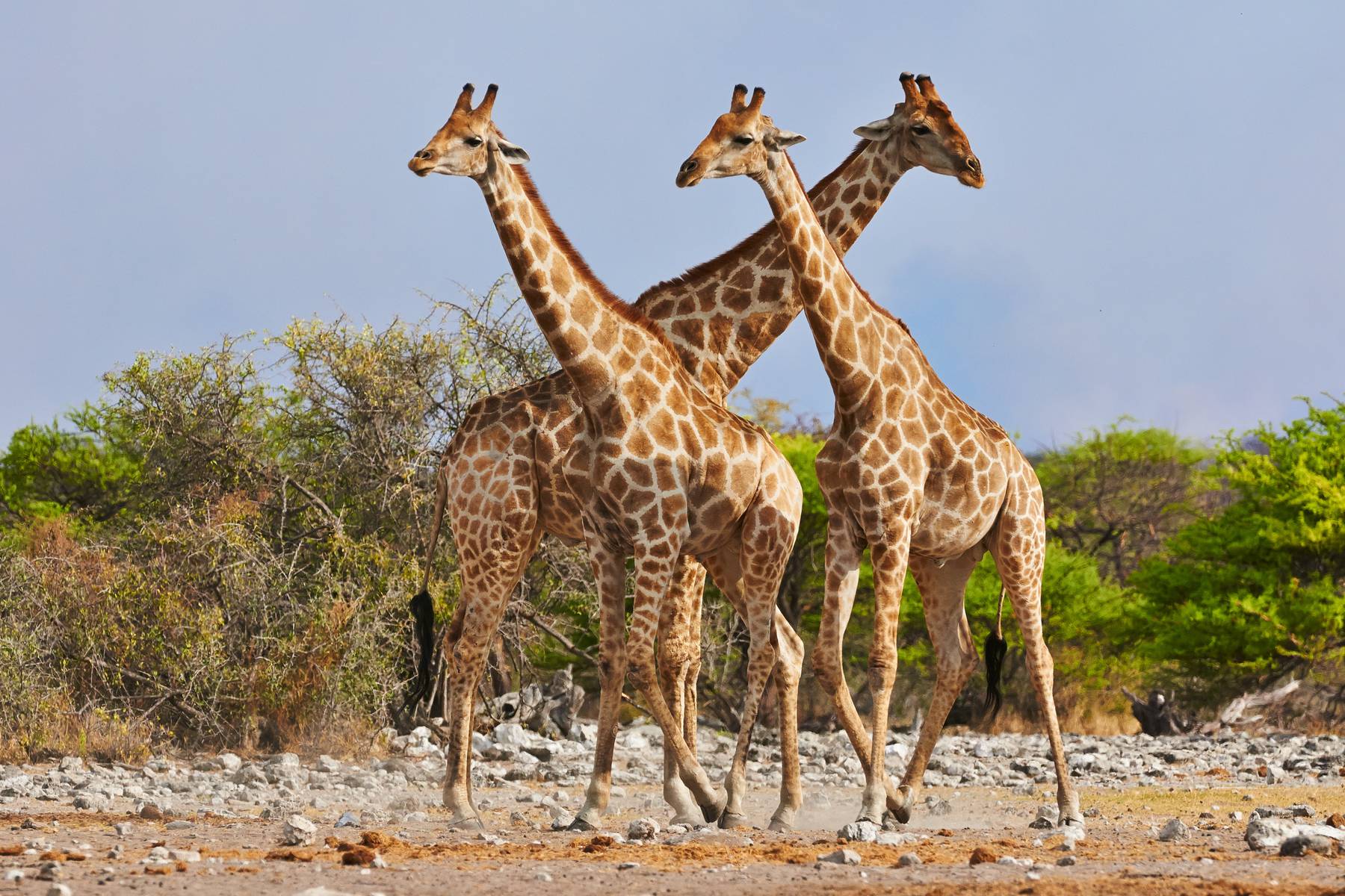 Giraffer i Etosha nationalpark