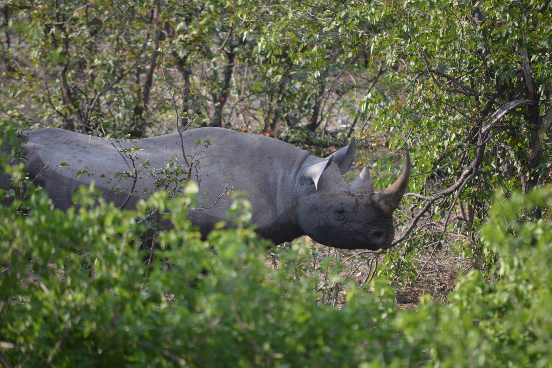 Noshörningarna ökar i antal i Etosha nationalpark