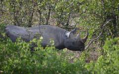 Noshörningarna ökar i antal i Etosha nationalpark