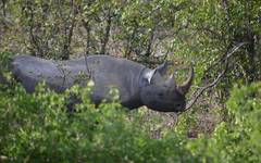Noshörningarna ökar i antal i Etosha nationalpark