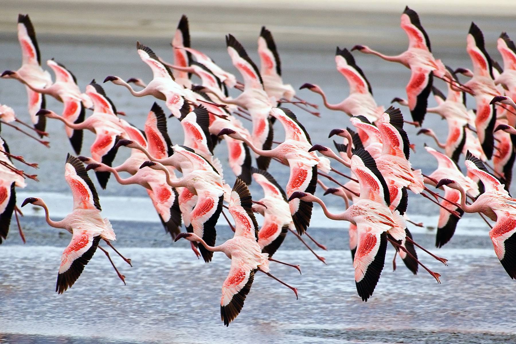 Flamingos vid Ngorongoro