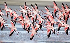 Flamingos vid Ngorongoro