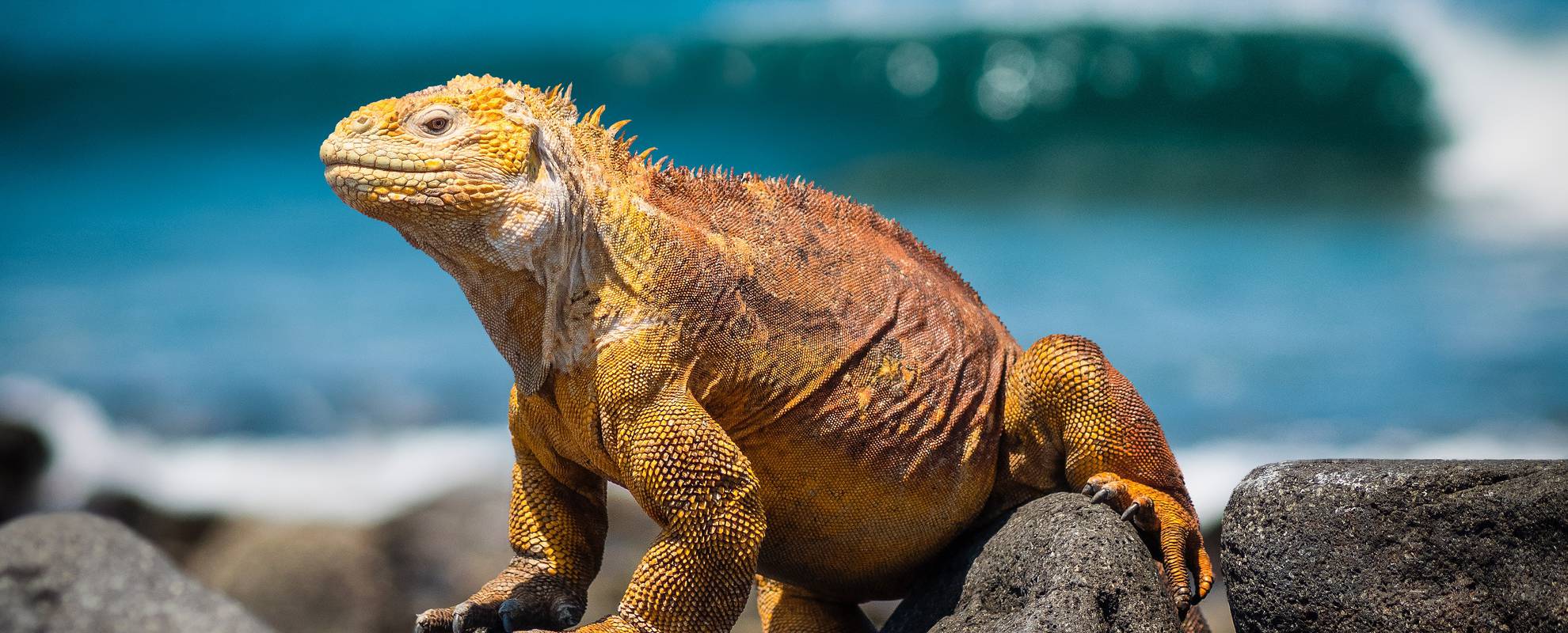 Leguan på Galapagos