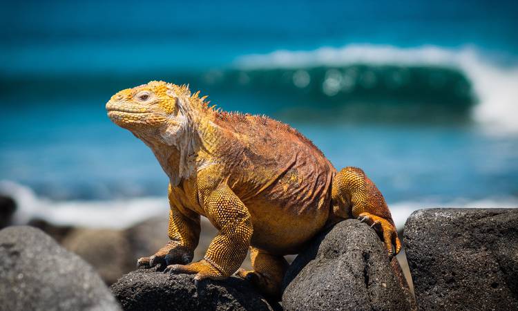 Leguan på Galapagos