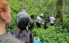 Gorilla Trekking