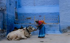 I Indien betraktas kossor som heliga djur och vördas inom hinduismen