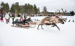 En given höjdpunkt är renrajden på Jokkmokks marknad