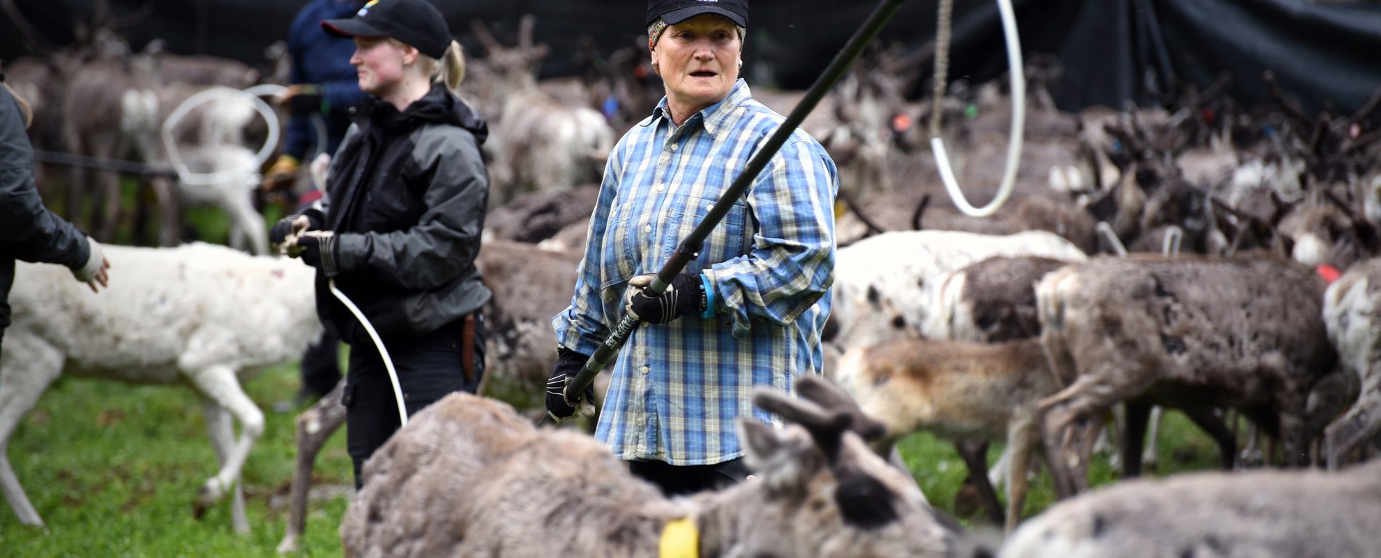 Kalvmärkningen är en av resans höjdpunkter