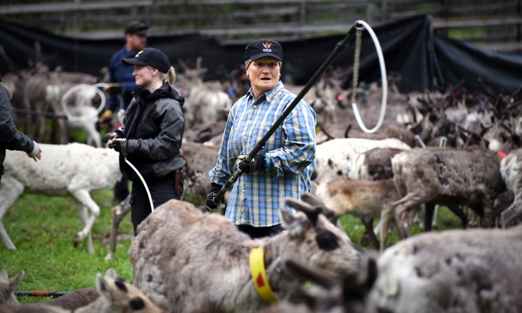 Kalvmärkningen är en av resans höjdpunkter