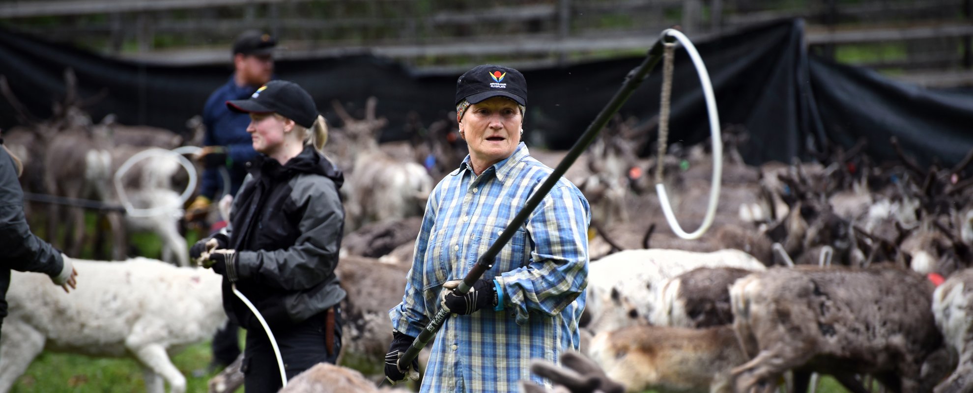 Kalvmärkningen är en av resans höjdpunkter