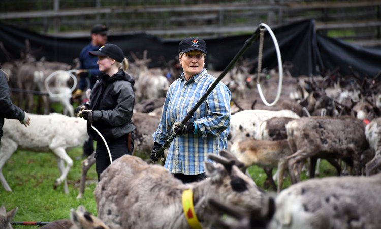 Kalvmärkningen är en av resans höjdpunkter