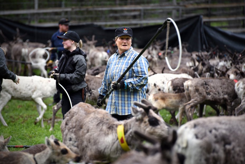 Kalvmärkningen är en av resans höjdpunkter