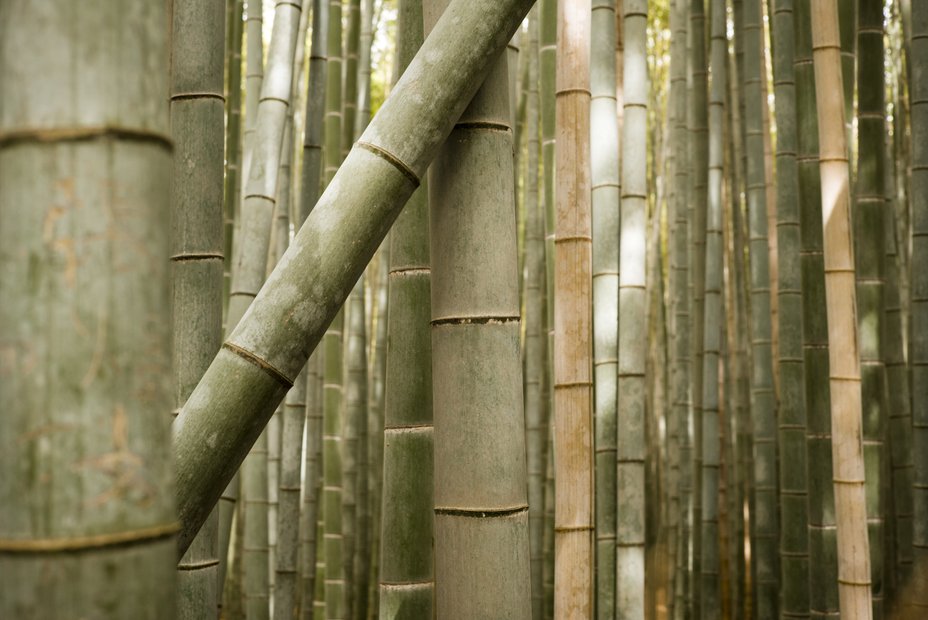 Arashiyama Bamboo Forest