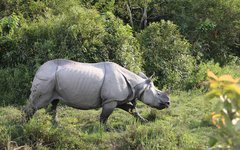 Noshörning Kaziranga Nordöstra Indien