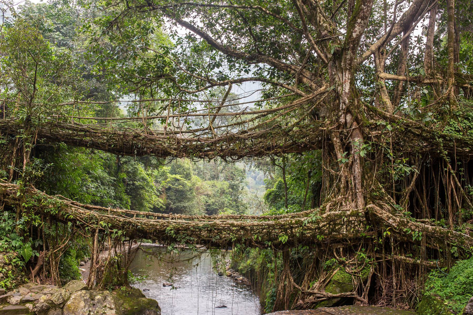 Provgå broar av levande trädrötter vid Cherrapunjee