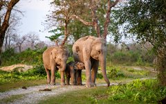 Mäktig syn i Kaziranga nationalpark