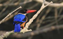 Kingfisher i Sundarban