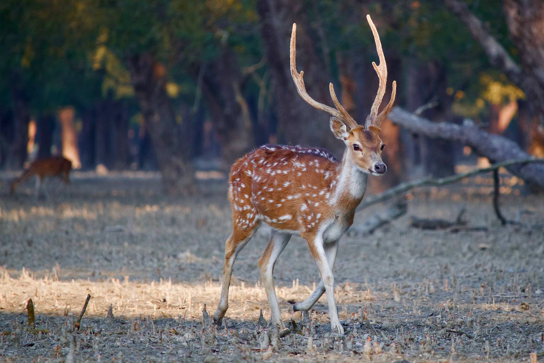 Beundra djurlivet under båtresan genom Sundarban