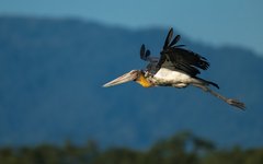 Resa Bhutan adjutantstork Manas