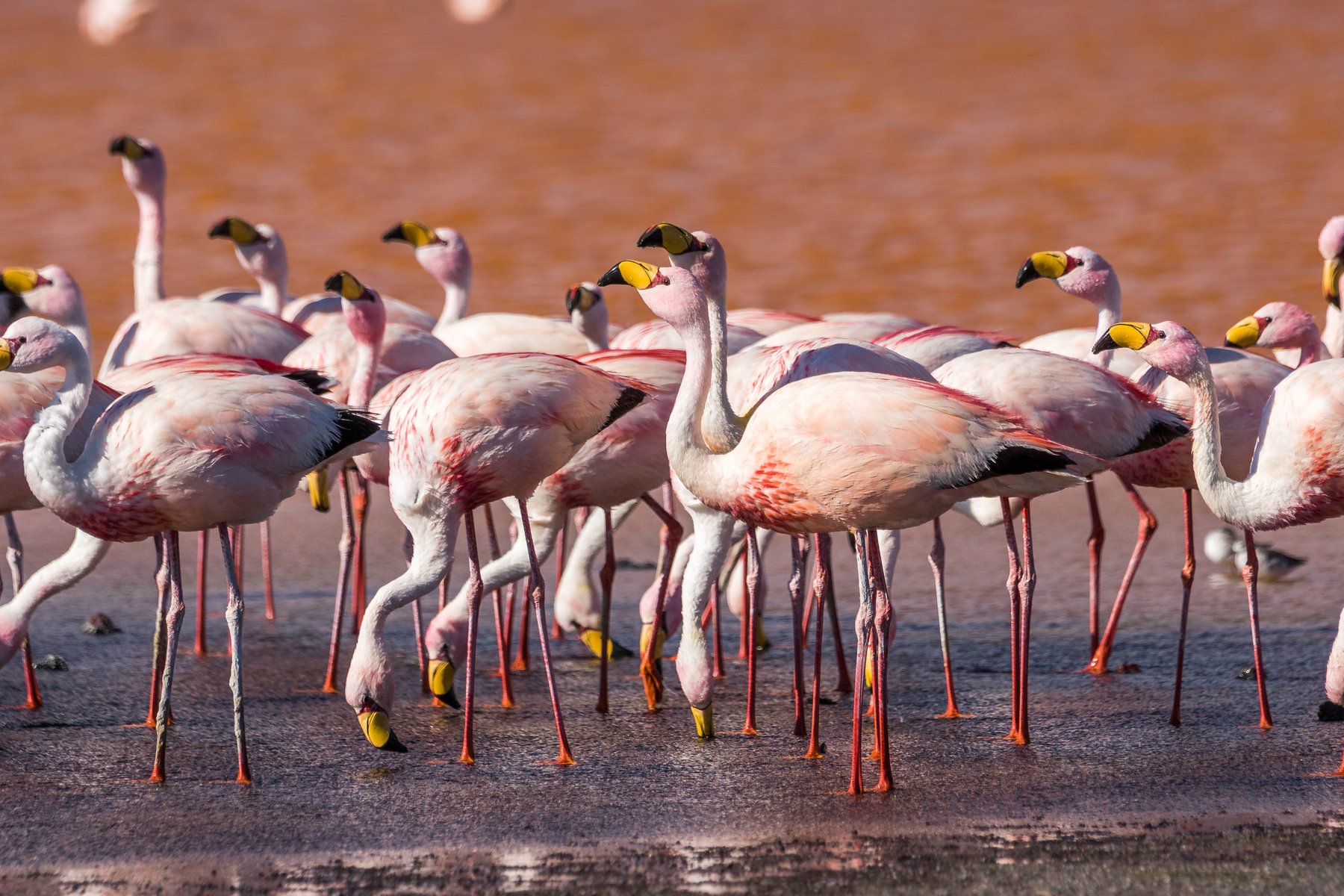 Flamingos vid Laguna Colorades i Uyuniöknen