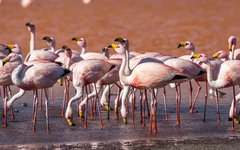 Flamingos vid Laguna Colorades i Uyuniöknen
