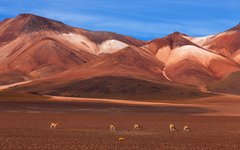Du reser över mäktiga Altiplano med varierande omgivningar