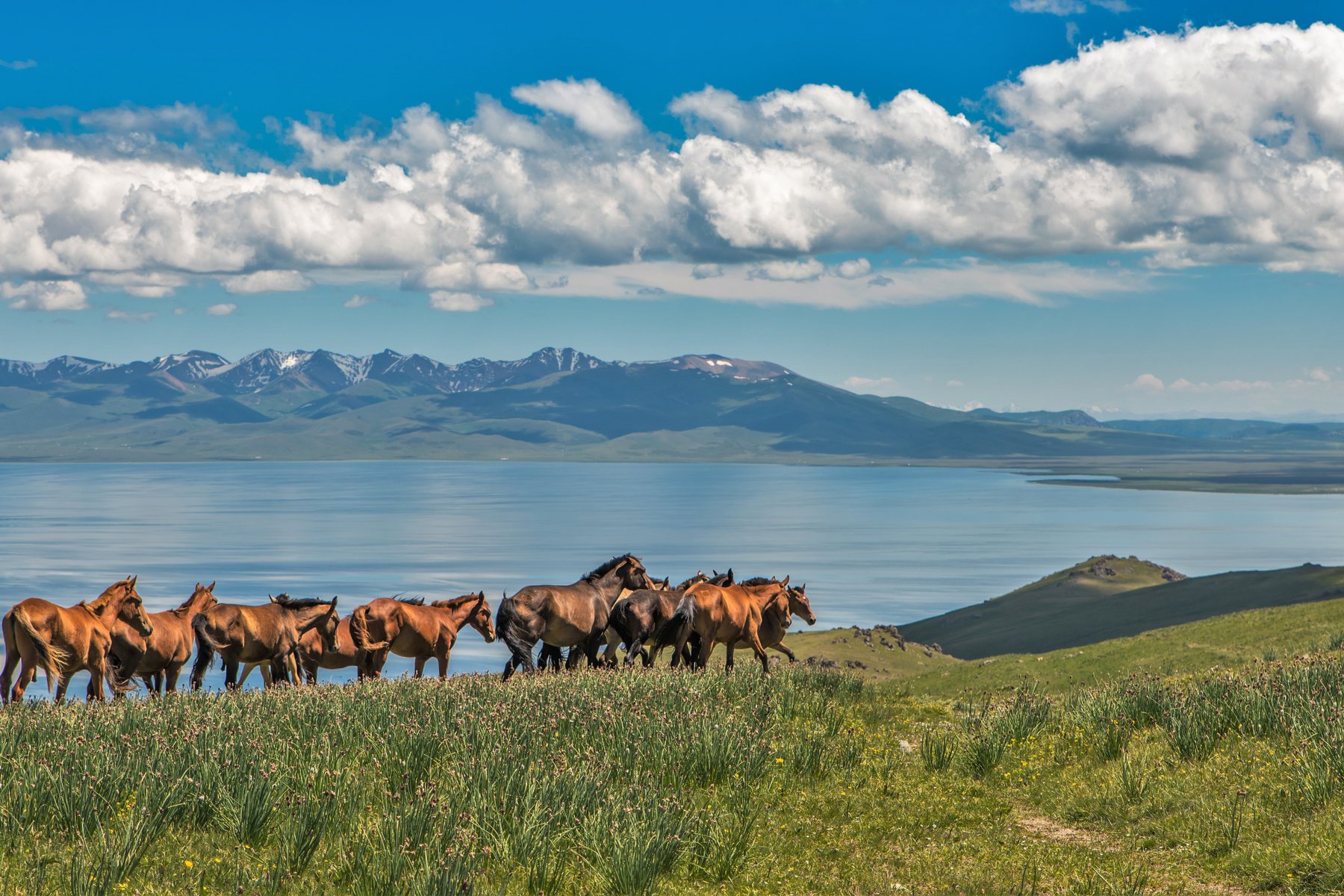 Hästen har en speciell plats i kirgizisk kultur
