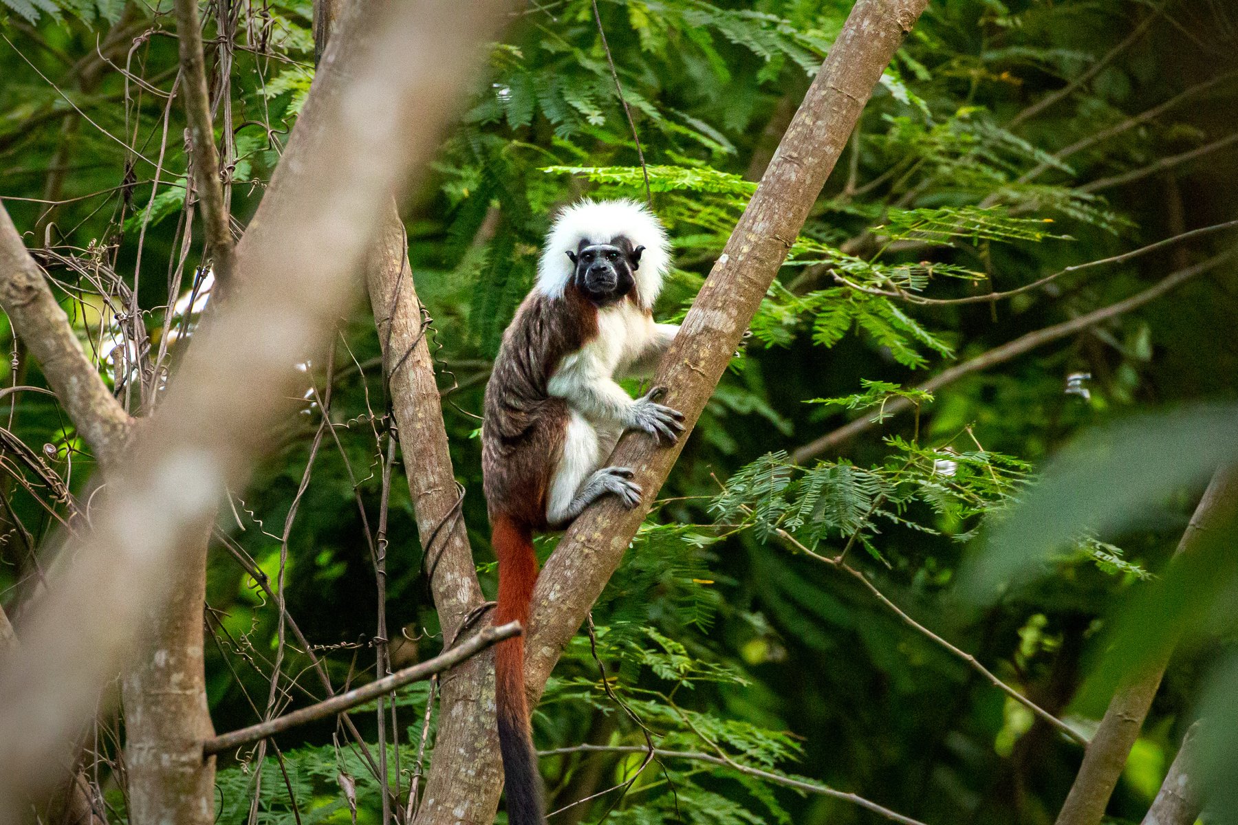 Spana efter bomullshuvudtamarinen i Tayrona nationalpark